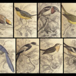 1840 BIRDS Art Ornithology Jardine Flycatchers Naturalist’s Library Color Plates