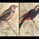 1840 BIRDS Art Ornithology Jardine Flycatchers Naturalist’s Library Color Plates