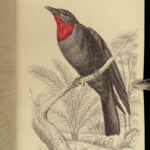 1840 BIRDS Art Ornithology Jardine Flycatchers Naturalist’s Library Color Plates