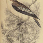 1840 BIRDS Art Ornithology Jardine Flycatchers Naturalist’s Library Color Plates