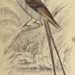 1840 BIRDS Art Ornithology Jardine Flycatchers Naturalist’s Library Color Plates