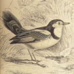1840 BIRDS Art Ornithology Jardine Flycatchers Naturalist’s Library Color Plates