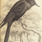 1840 BIRDS Art Ornithology Jardine Flycatchers Naturalist’s Library Color Plates