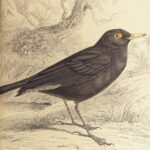 1840 BIRDS Art Ornithology Jardine Flycatchers Naturalist’s Library Color Plates