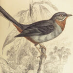 1840 BIRDS Art Ornithology Jardine Flycatchers Naturalist’s Library Color Plates