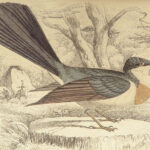 1840 BIRDS Art Ornithology Jardine Flycatchers Naturalist’s Library Color Plates