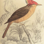 1840 BIRDS Art Ornithology Jardine Flycatchers Naturalist’s Library Color Plates
