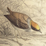 1840 BIRDS Art Ornithology Jardine Flycatchers Naturalist’s Library Color Plates