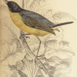 1840 BIRDS Art Ornithology Jardine Flycatchers Naturalist’s Library Color Plates