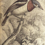 1840 BIRDS Art Ornithology Jardine Flycatchers Naturalist’s Library Color Plates