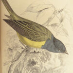 1840 BIRDS Art Ornithology Jardine Flycatchers Naturalist’s Library Color Plates