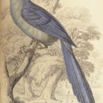 1840 BIRDS Art Ornithology Jardine Flycatchers Naturalist’s Library Color Plates