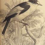 1840 BIRDS Art Ornithology Jardine Flycatchers Naturalist’s Library Color Plates