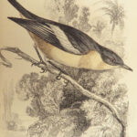 1840 BIRDS Art Ornithology Jardine Flycatchers Naturalist’s Library Color Plates