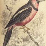 1840 BIRDS Art Ornithology Jardine Flycatchers Naturalist’s Library Color Plates