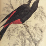 1840 BIRDS Art Ornithology Jardine Flycatchers Naturalist’s Library Color Plates