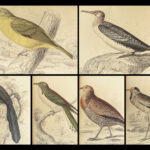 1840 BIRDS Ornithology William Jardine Western Africa Naturalist Color Plates