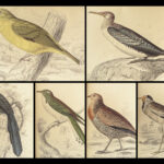 1840 BIRDS Ornithology William Jardine Western Africa Naturalist Color Plates