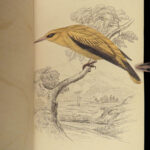 1840 BIRDS Ornithology William Jardine Western Africa Naturalist Color Plates