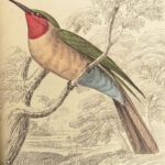 1840 BIRDS Ornithology William Jardine Western Africa Naturalist Color Plates