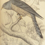 1840 BIRDS Ornithology William Jardine Western Africa Naturalist Color Plates