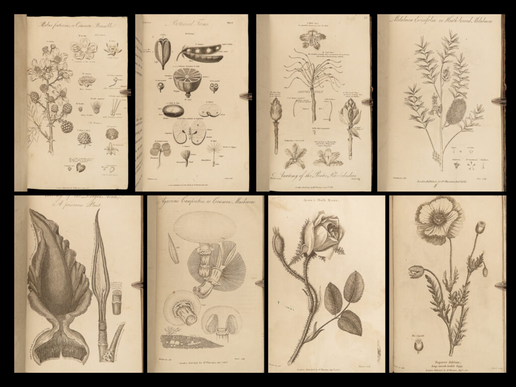 1812 1ed elements of botany illustrated flowers 176 plant engravings linnaeus 2v | robert j thornton was an 18<sup>th</sup>-century english botanist known for his studies in medicine and linnaean botany. While much better known for his book “<em>sexual system of carolus von linnaeus</em>”, he published “<em>elements of botany</em>” in which he covers the parts of flowers, plant classification, and countless types of flowers! It should be noted, however, that this work is best-known for its <strong><u>176 engraved plates</u></strong>! Stunning collection of illustrations!