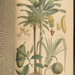 1870 Rhind BOTANICAL History Vegetable Kingdom Plants Botany Illustrated Herbal