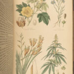 1870 Rhind BOTANICAL History Vegetable Kingdom Plants Botany Illustrated Herbal