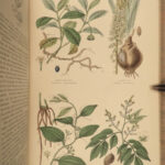 1870 Rhind BOTANICAL History Vegetable Kingdom Plants Botany Illustrated Herbal