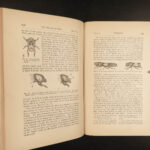 1881 Charles Darwin ORIGIN of Species + Descent of Man Evolution Biology Science