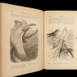 1881 Charles Darwin ORIGIN of Species + Descent of Man Evolution Biology Science