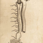 1790 SURGERY Cheselden Human Anatomy English Medicine Skeleton Bones GERMAN ed