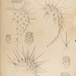 1856 Pacific Exploration Botany MAP Zoology Cactus Sequoia California Redwoods