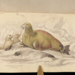 1839 SEA MONSTERS Amphibious Walrus Seals Naturalists Jardine Illustrated ART