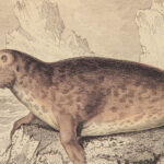 1839 SEA MONSTERS Amphibious Walrus Seals Naturalists Jardine Illustrated ART