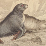 1839 SEA MONSTERS Amphibious Walrus Seals Naturalists Jardine Illustrated ART