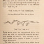 1839 SEA MONSTERS Amphibious Walrus Seals Naturalists Jardine Illustrated ART