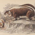 1842 ANIMALS 31 Color Plates Jardine Naturalist Mammalia Lion Bear Sea Otter