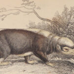 1842 ANIMALS 31 Color Plates Jardine Naturalist Mammalia Lion Bear Sea Otter