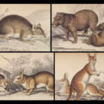 1842 ANIMALS 31 Color Plates Jardine Naturalist Mammalia Lion Bear Sea Otter