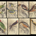 1843 BIRDS Jardine Ornithology EXQUISITE ART Orioles Robin Nightingale Raven