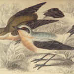 1843 BIRDS Jardine Ornithology EXQUISITE ART Orioles Robin Nightingale Raven