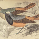 1843 BIRDS Jardine Ornithology EXQUISITE ART Orioles Robin Nightingale Raven
