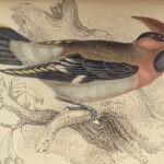 1843 BIRDS Jardine Ornithology EXQUISITE ART Orioles Robin Nightingale Raven