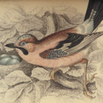 1843 BIRDS Jardine Ornithology EXQUISITE ART Orioles Robin Nightingale Raven