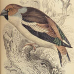 1843 BIRDS Jardine Ornithology EXQUISITE ART Orioles Robin Nightingale Raven
