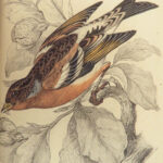 1843 BIRDS Jardine Ornithology EXQUISITE ART Orioles Robin Nightingale Raven