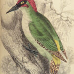 1843 BIRDS Jardine Ornithology EXQUISITE ART Orioles Robin Nightingale Raven