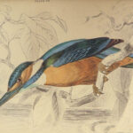 1843 BIRDS Jardine Ornithology EXQUISITE ART Orioles Robin Nightingale Raven