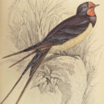 1843 BIRDS Jardine Ornithology EXQUISITE ART Orioles Robin Nightingale Raven